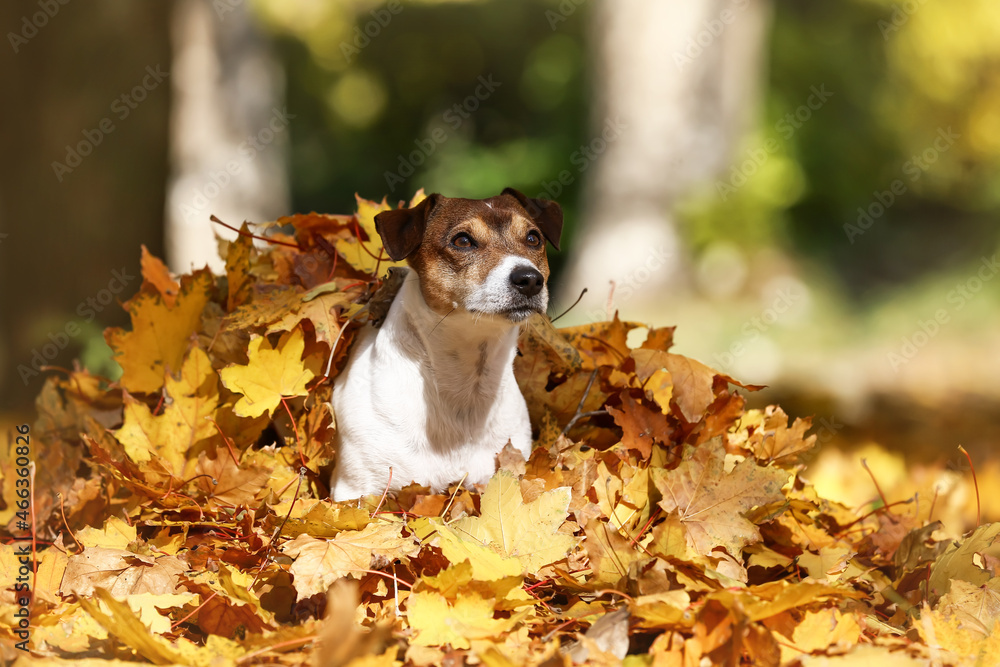 Funny Jack Russel terrier on fallen yellow leaves in autumn park