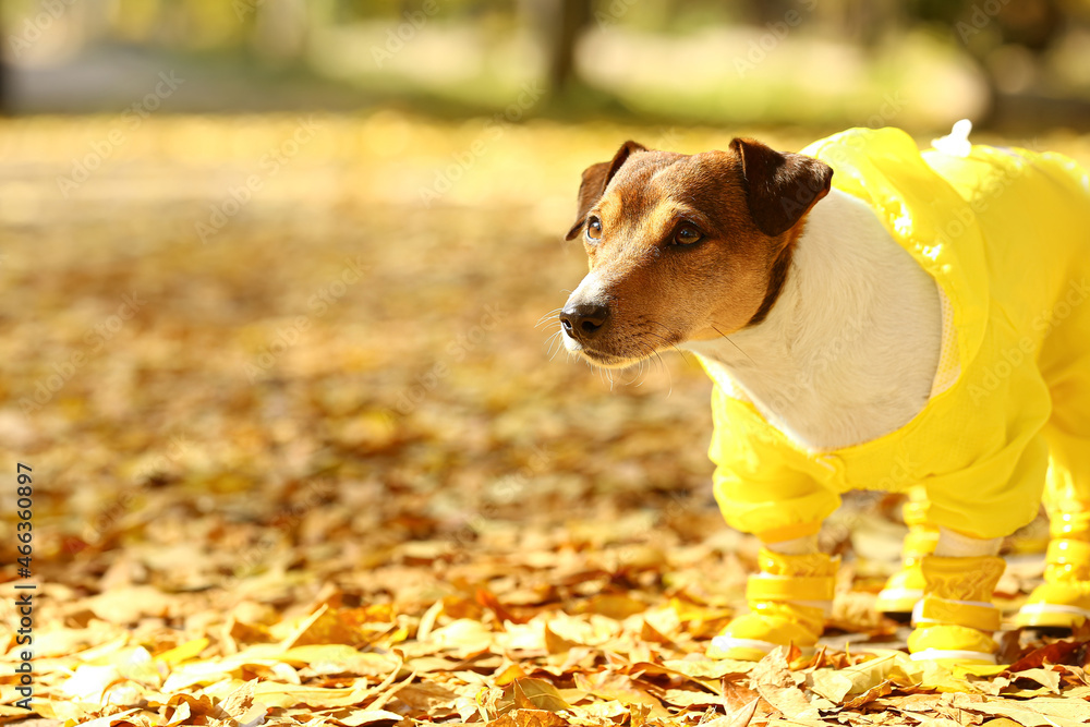 Funny Jack Russel terrier in raincoat and booties on fallen leaves outdoors