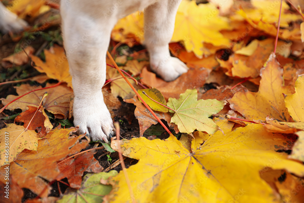 Cute paws of Jack Russel terrier on fallen leaves in autumn park, closeup