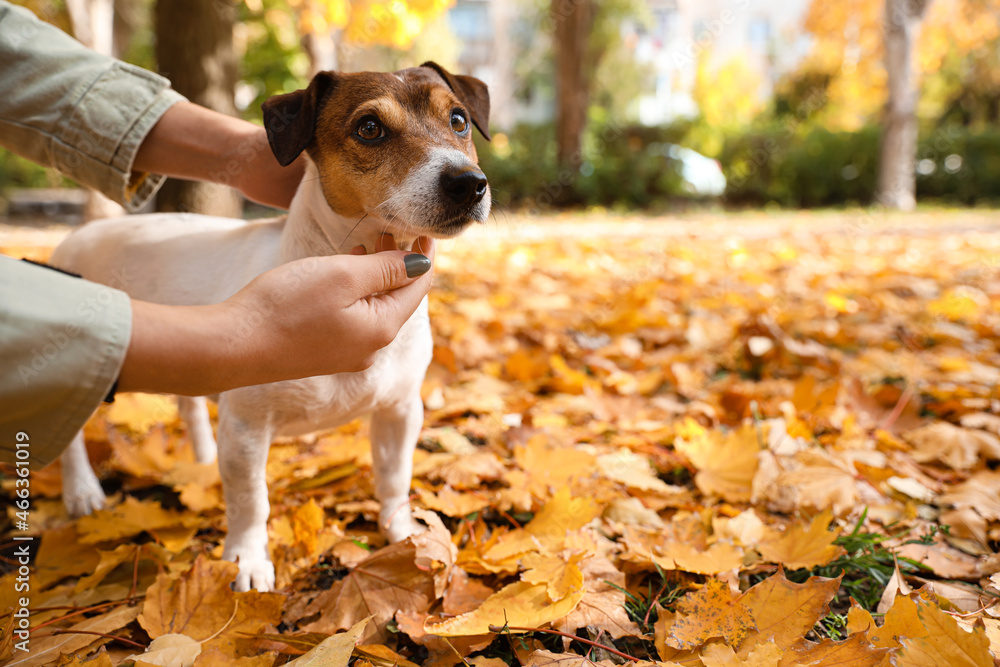 Cute Jack Russel terrier with owner on fallen leaves in autumn park