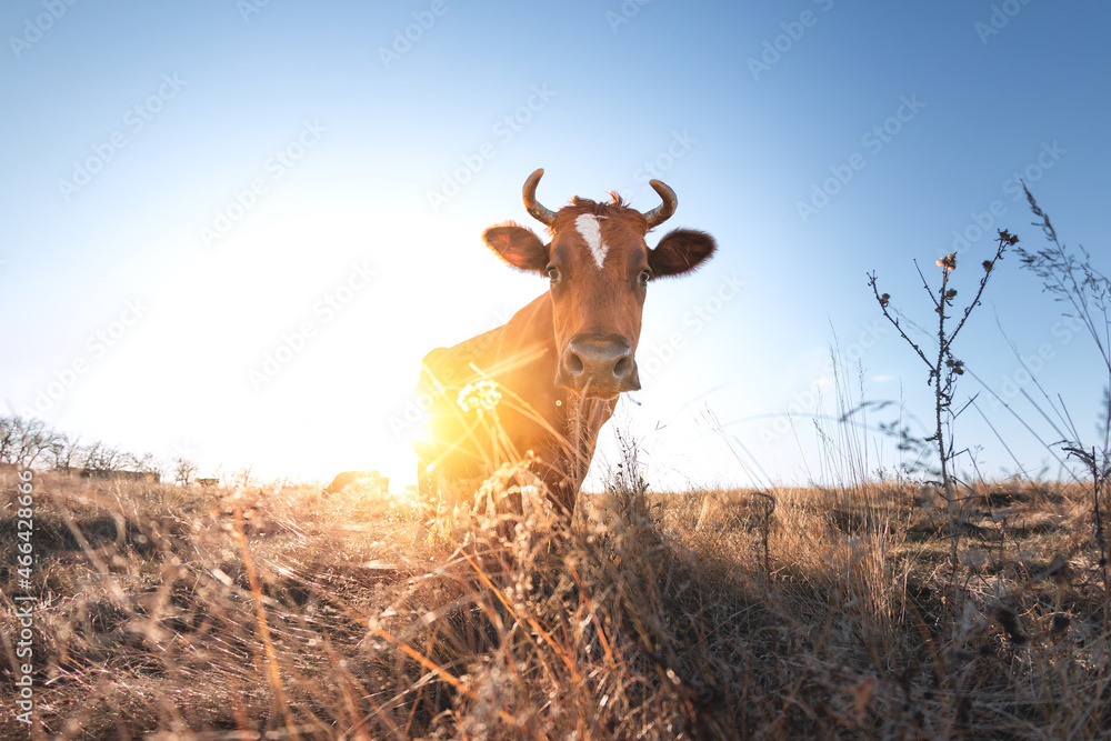 Happy single cow in the meadow during summer sunset. Grazing cows on agricultural land. Cattle eat d