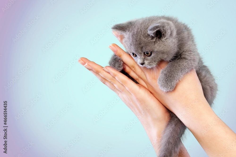 Kitten vet examining. Domestic cat in doctor hands