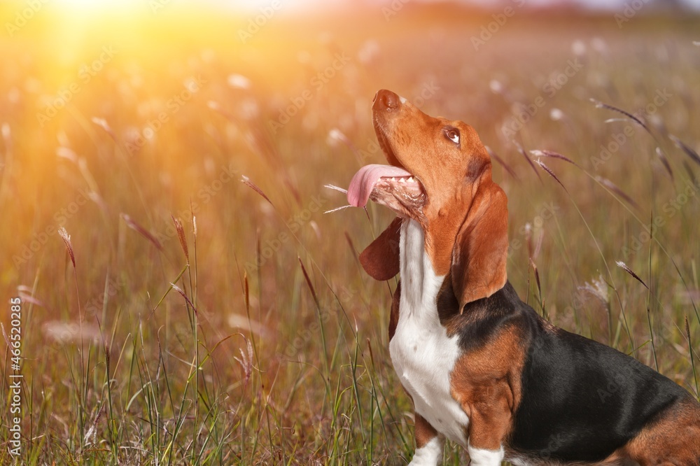 Cute domestic dog on the summer nature.