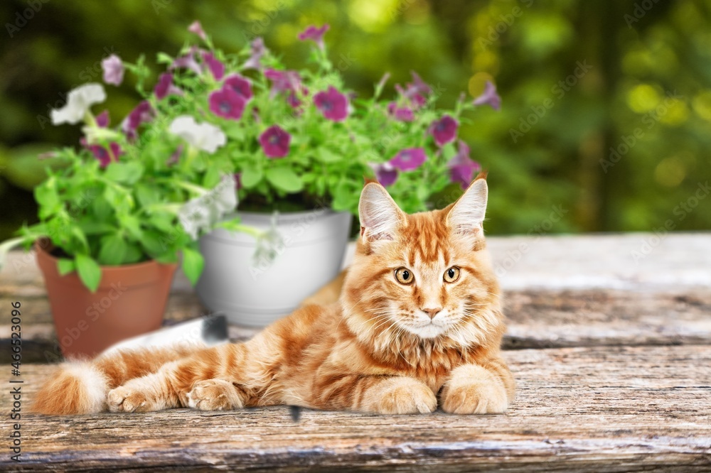 一只可爱的猫和村庄花园里的彩色花朵