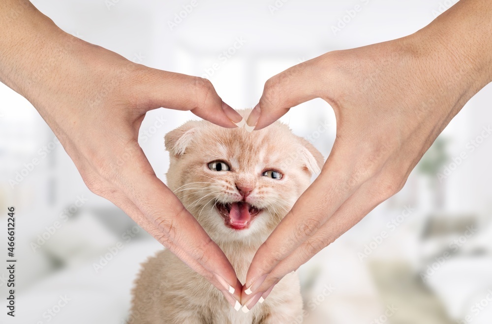 Woman holding her fluffy cute cat face and making a heart shape with her hands.