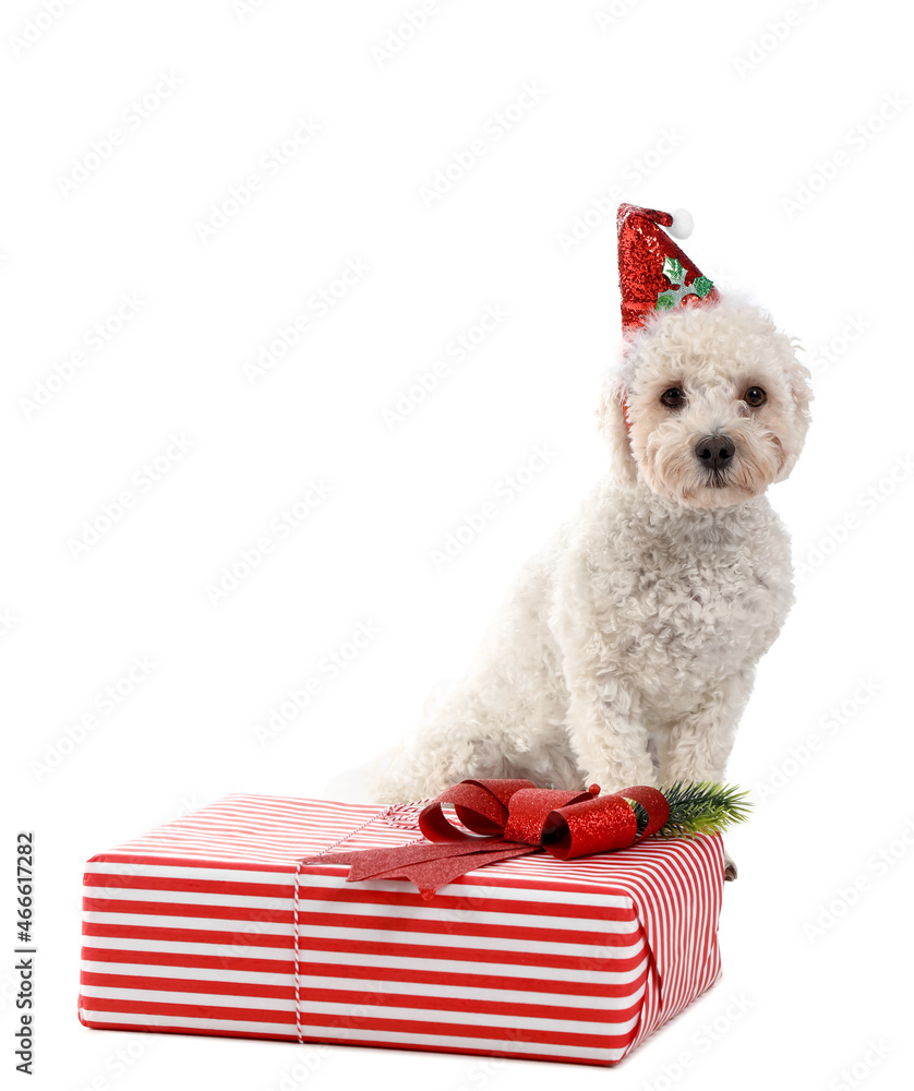 Cute dog in Santa hat and with Christmas gift on white background