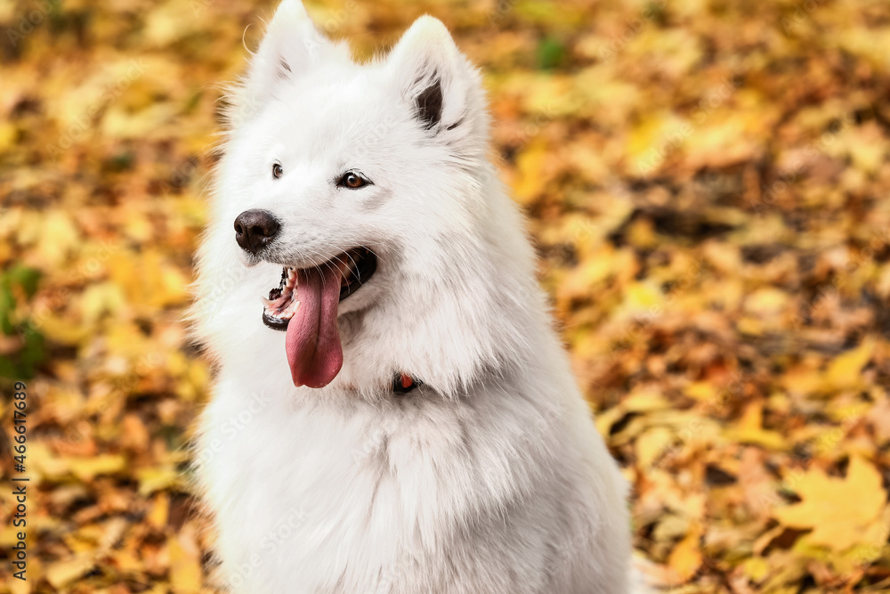 白色萨摩耶犬在秋季公园，特写