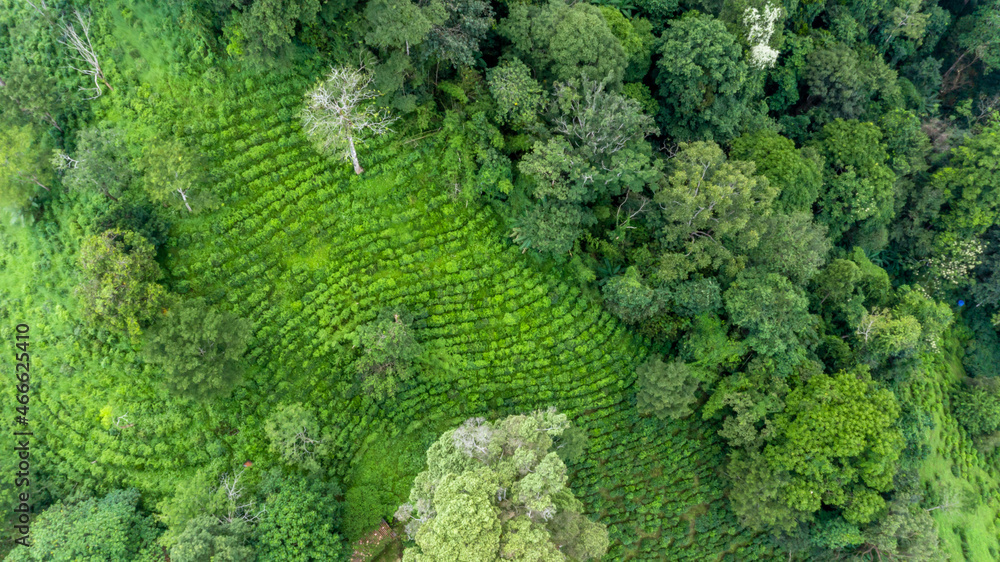 泰国北部山上的绿茶种植园鸟瞰图，飞越鸟瞰图