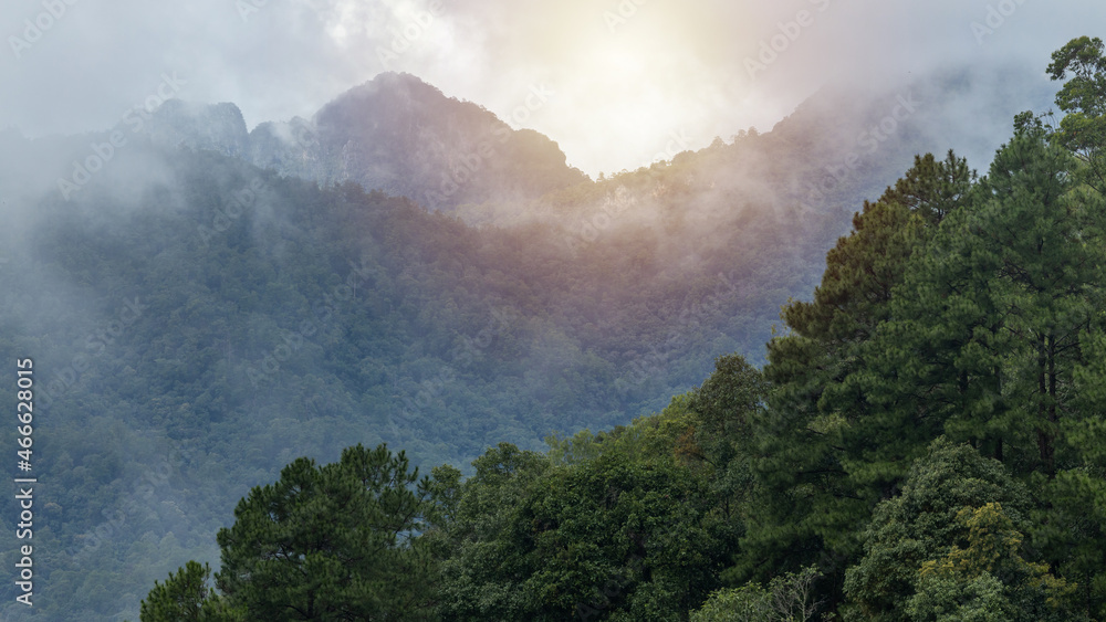 Aerial view forest tree on mountain hill, Rainforest ecosystem and healthy environment concept and b