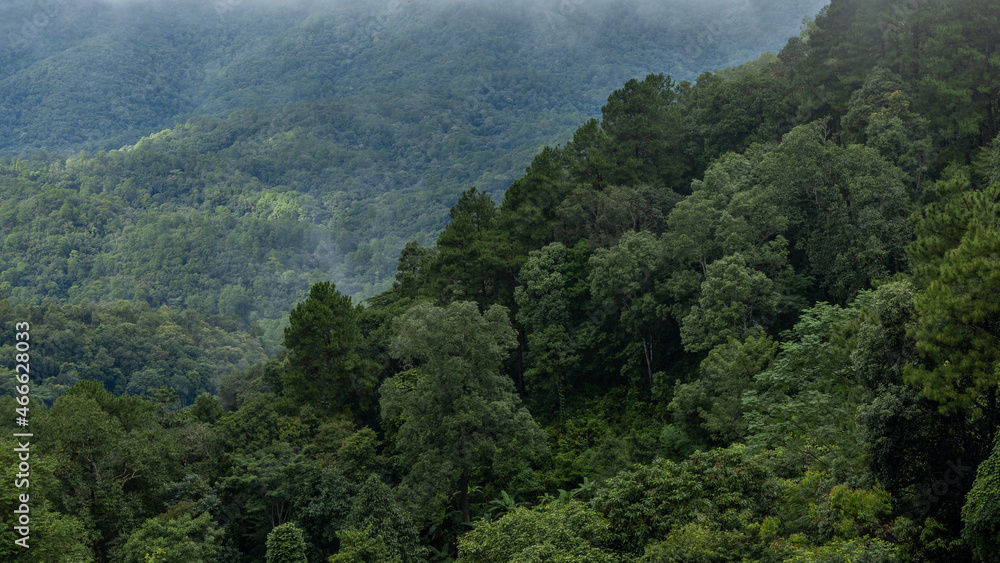 Aerial view forest tree on mountain hill, Rainforest ecosystem and healthy environment concept and b