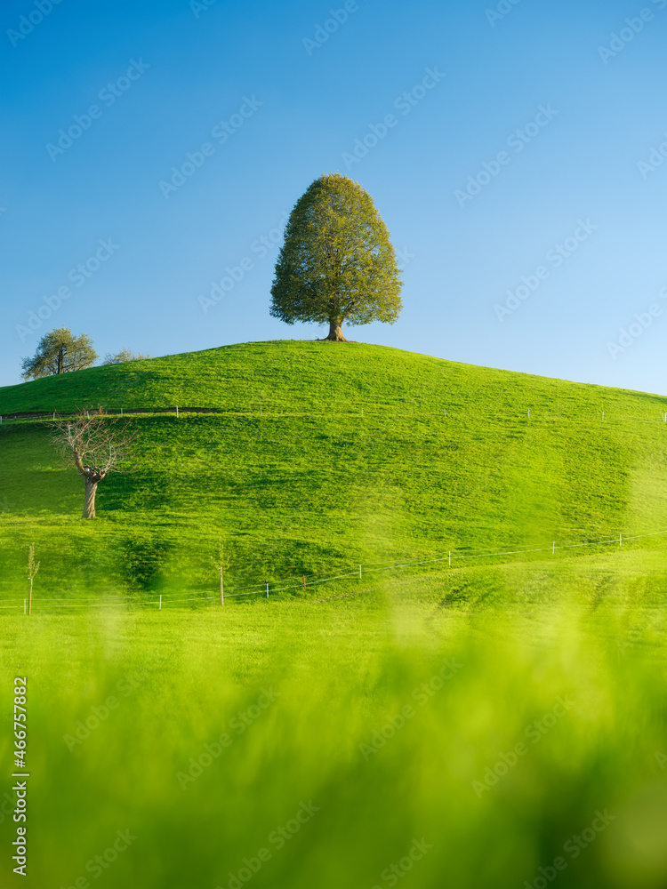 山顶上的树。日落前的风景。动物的田野和牧场。农业用地