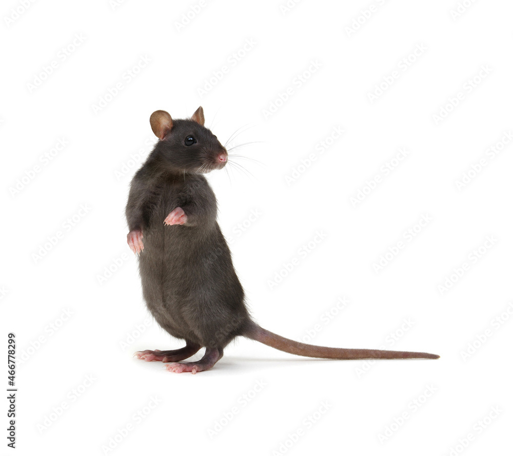 Rat isolated on white background