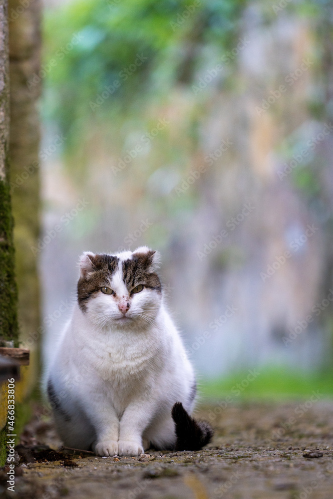 当地花园里的猫