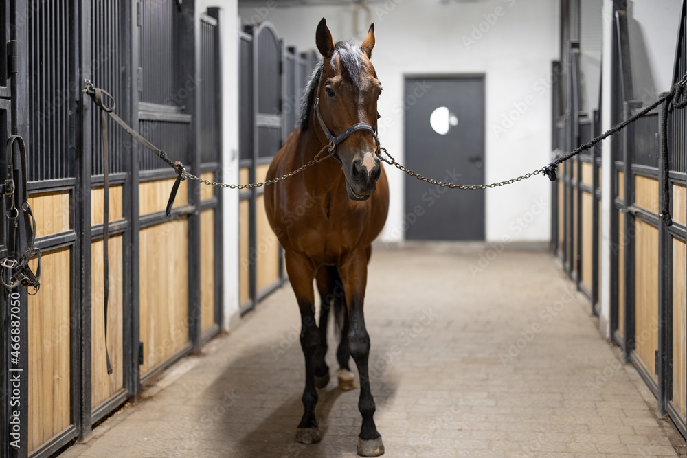 Cropped image of brown Thoroughbred horse in stable. Concept of rural rest and leisure. Green touris