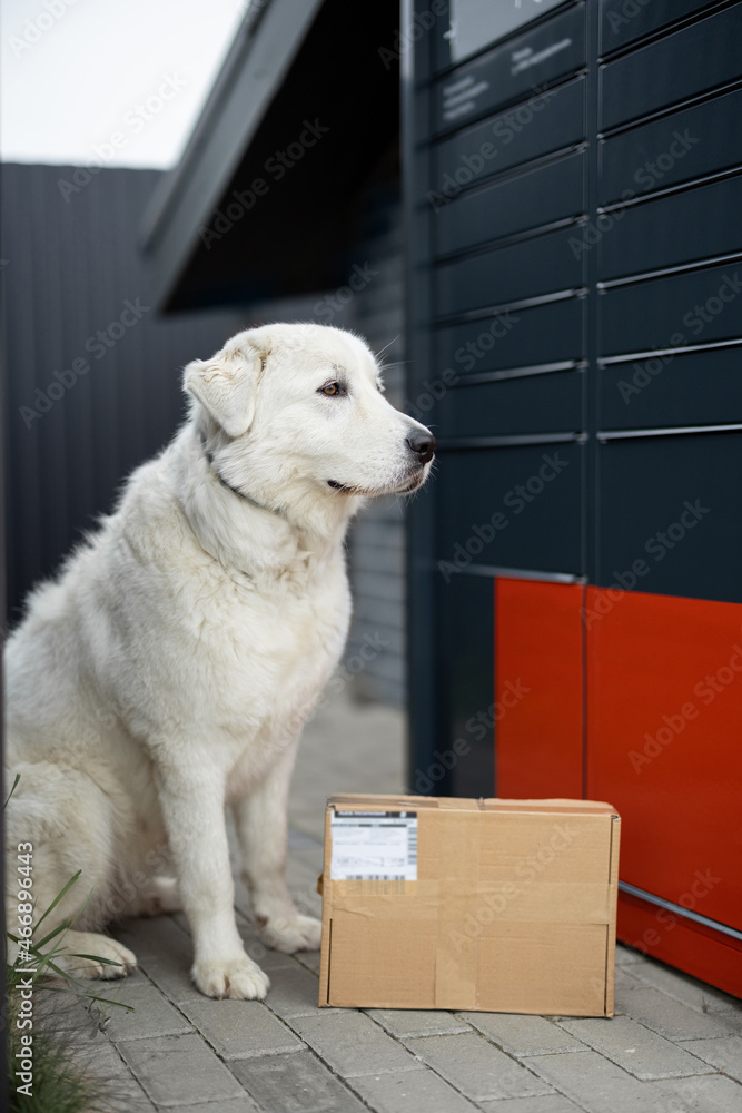 拉布拉多犬坐在城市街道上，守卫自动邮局附近的包裹。现代化的概念