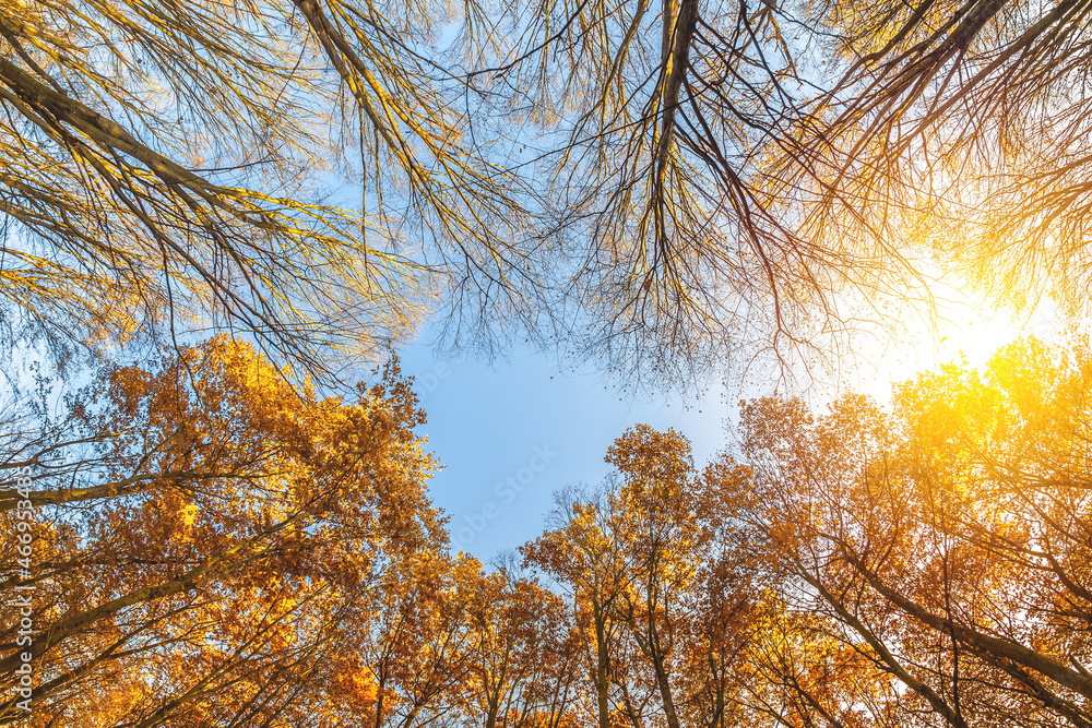 Autumn trees with and without golden leaves. A warm autumn sun shining through the golden treetops w