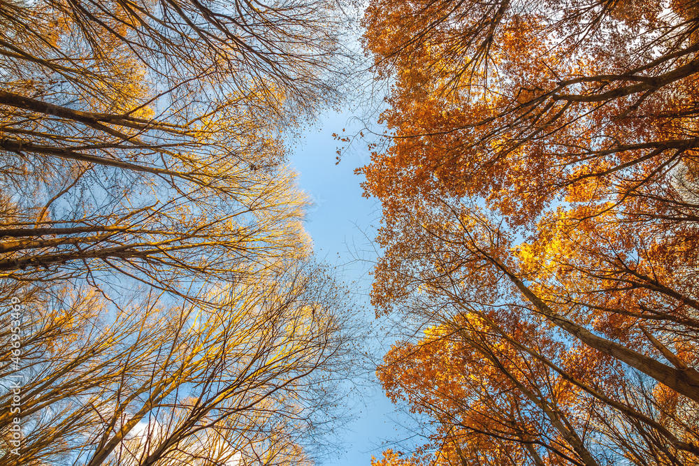 Autumn trees with and without golden leaves. A warm autumn sun shining through the golden treetops w