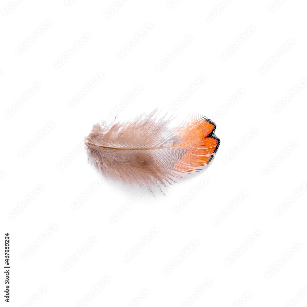 Beautiful pheasant feather on white background