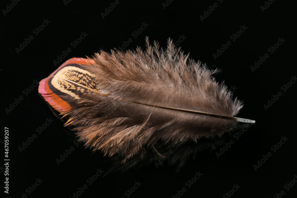 Beautiful pheasant feather on black background, closeup