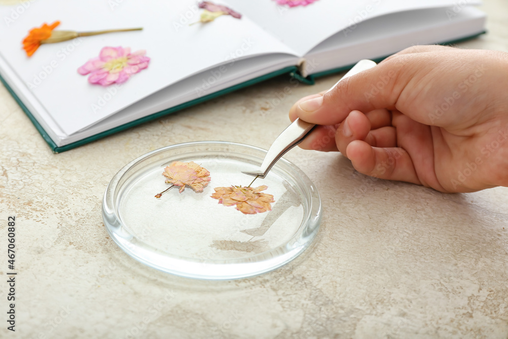 Female hand with dried pressed flowers on light background