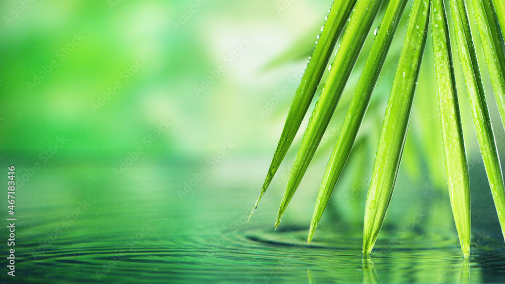 Detail of palm leaves with water surface.