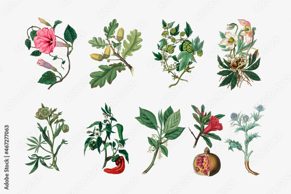 Vector botanical plant set illustrations