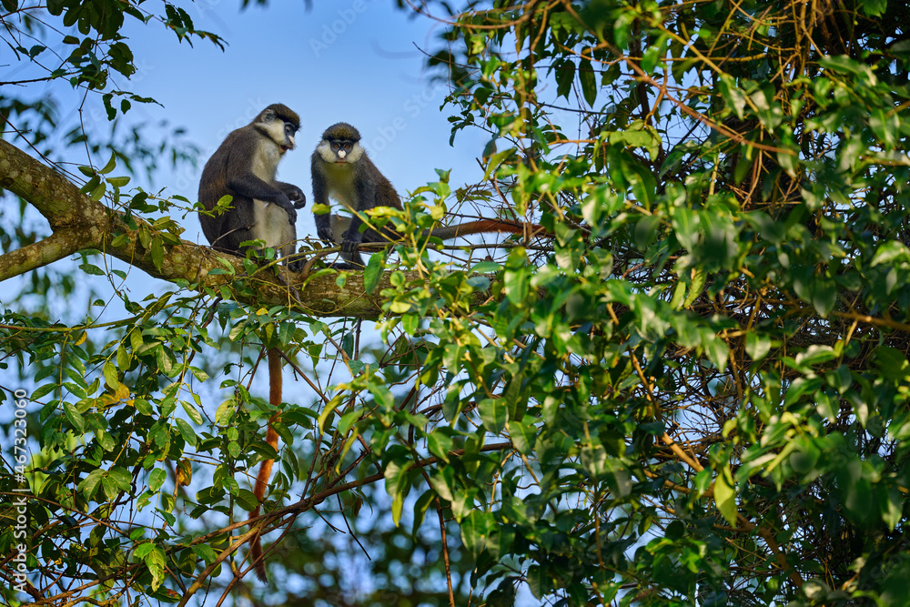 红尾猴Schmidts guenon，Cercopithecus ascanius，坐在自然森林栖息地的树上