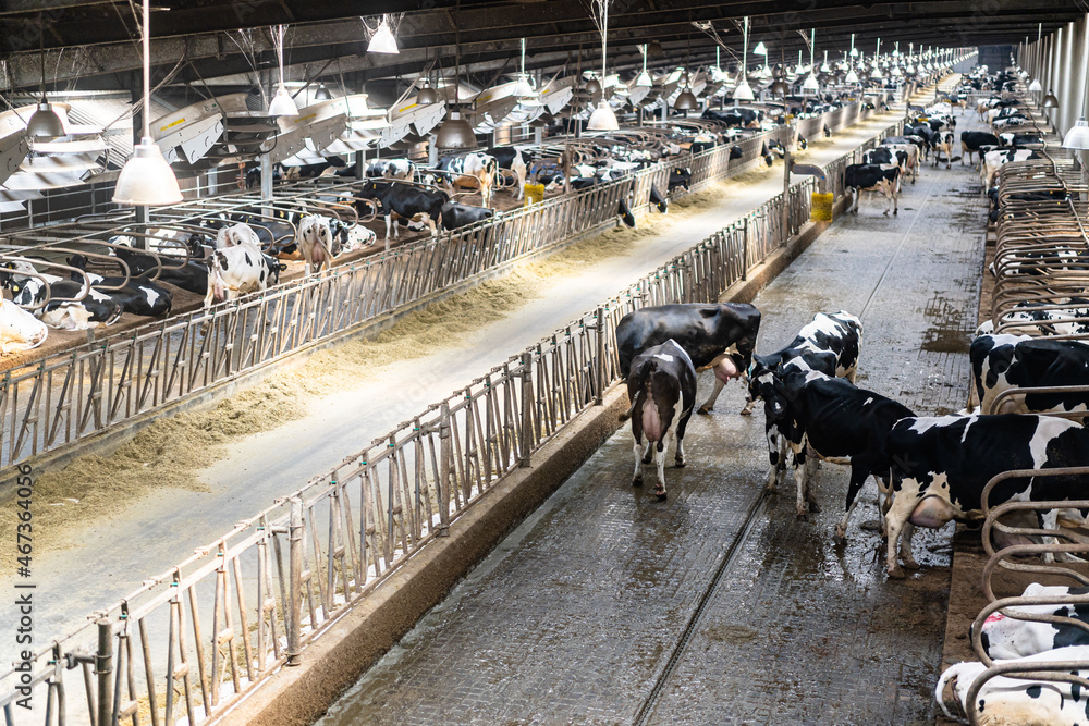 Cows on the dairy farm