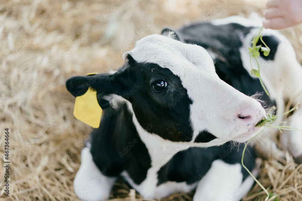 Cows in the dairy farm