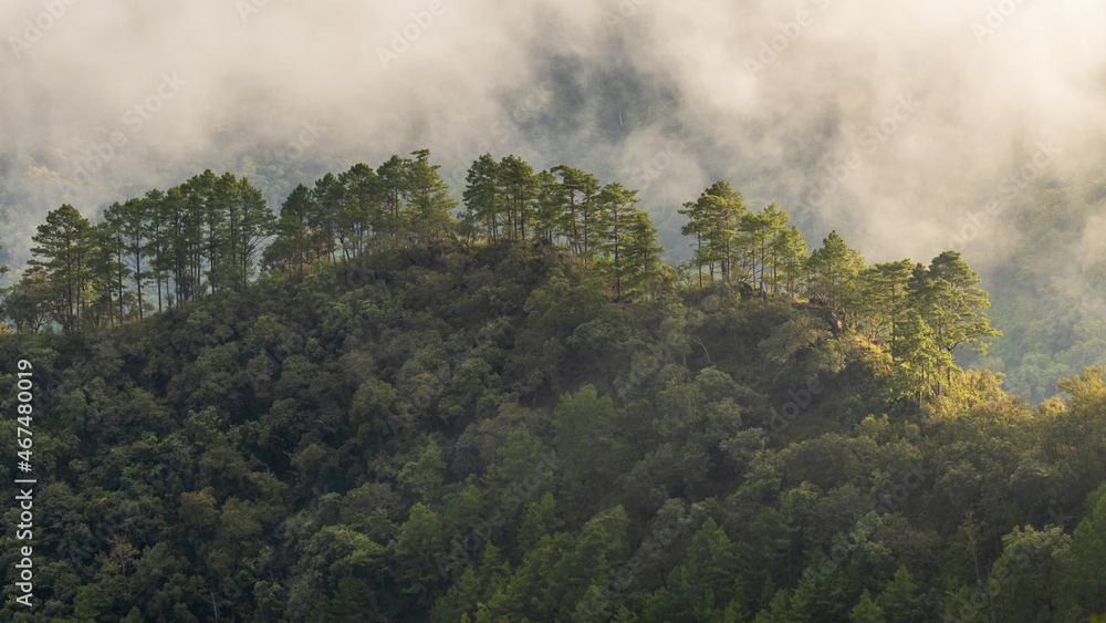 鸟瞰热带雨林生态系统和健康环境概念和背景，纹理o