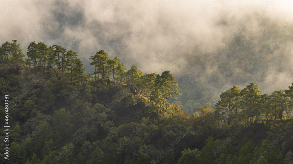 鸟瞰热带雨林生态系统和健康环境的概念和背景，纹理o