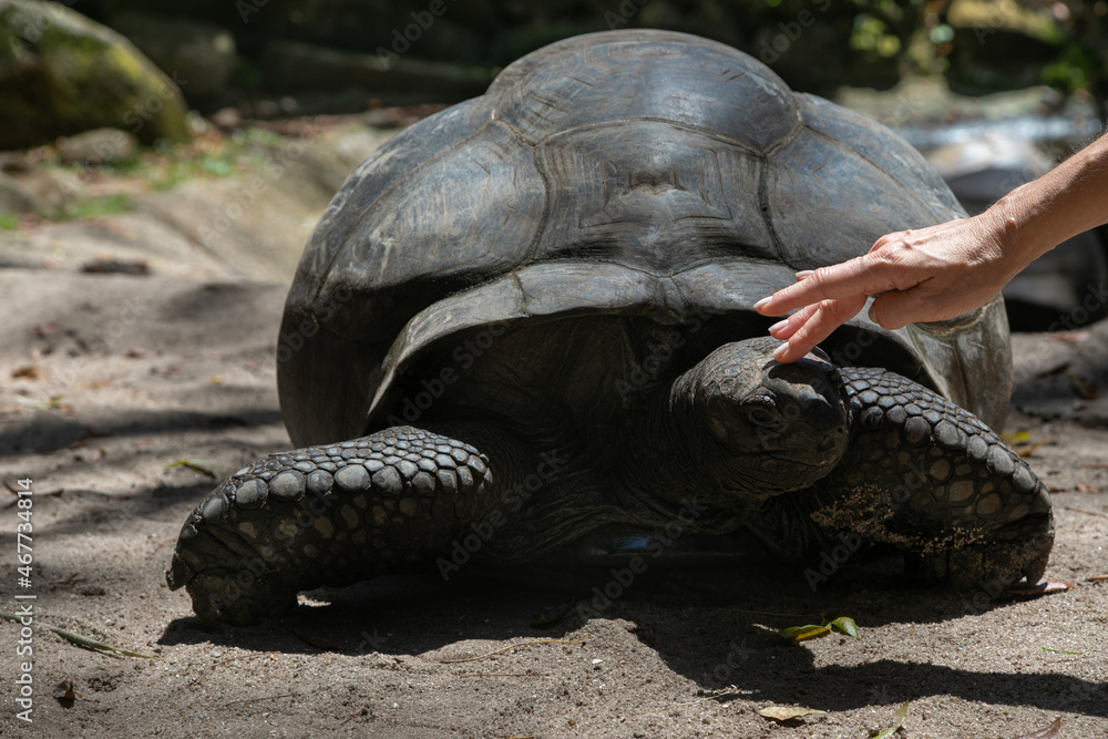 A womans hand gently strokes the turtles head. Aldabrachelys gigantea also called giant seychelles