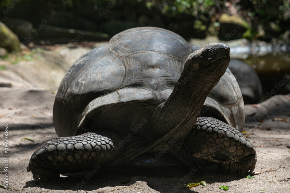 Aldabrachelys gigantea also called giant seychelles turtle. This is one of the largest turtles on ea