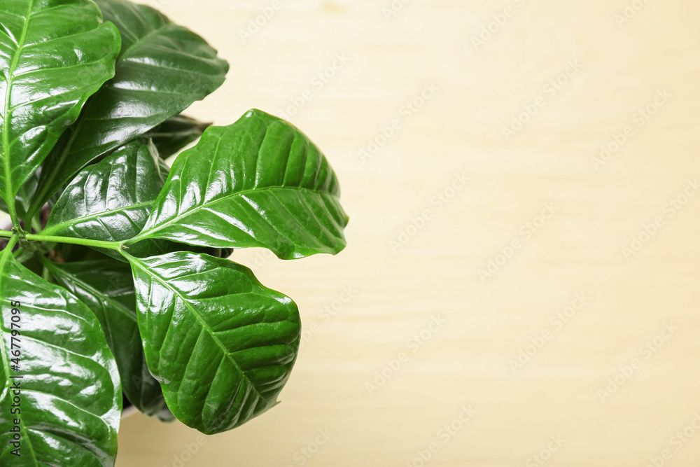 Beautiful coffee tree on color wooden background, closeup