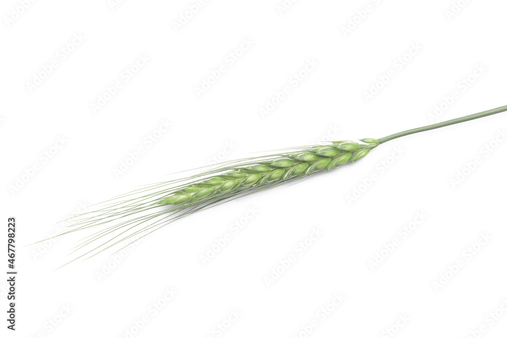 Green wheat spikelet on white background