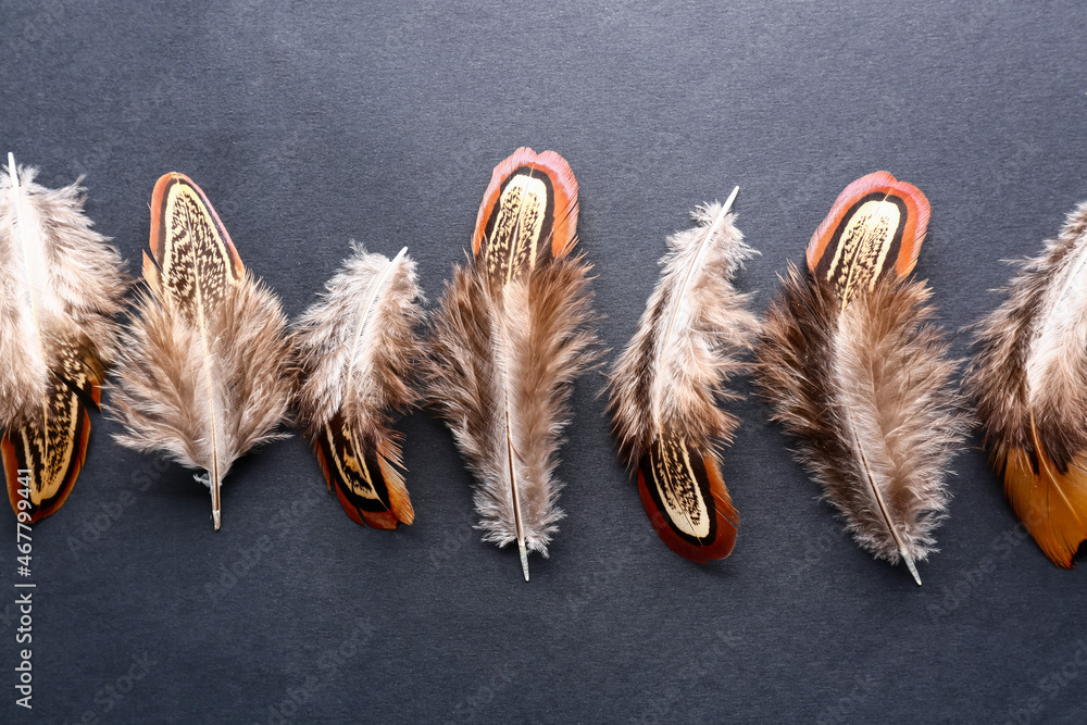 Beautiful pheasant feathers on black background