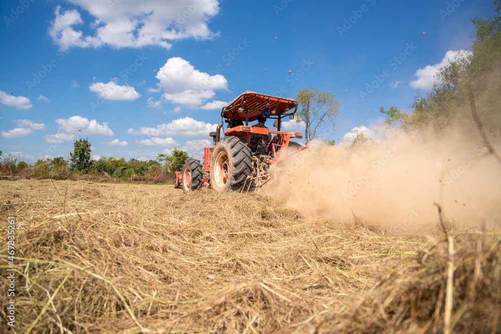 Agriculture tractor with mower the pangola grass at a commercial turf growing farm, animal feed