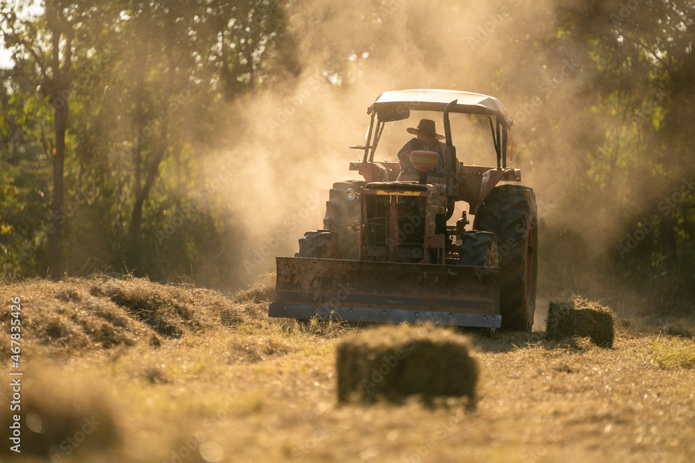 Tractor plowing harvesting pangola grass in field