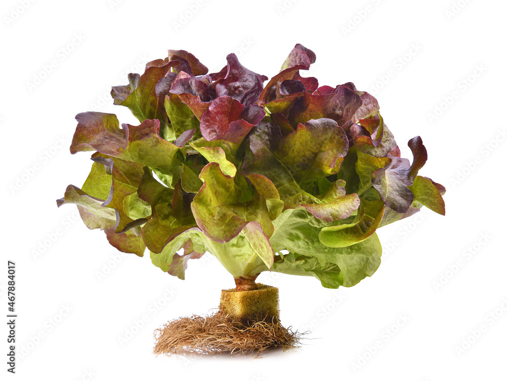 Fresh lettuce with root isolated on white background.