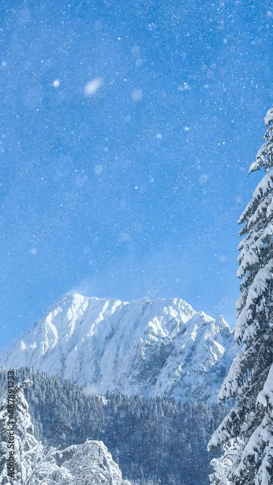 垂直：朱利安阿尔卑斯山雪山下的松林景观。