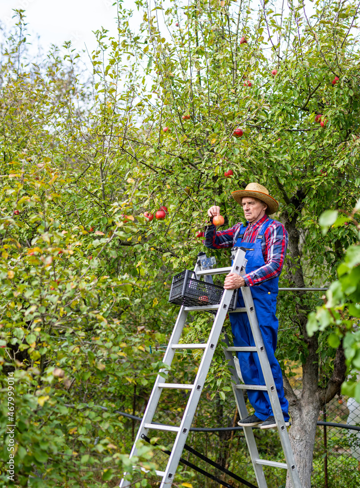 Young harvester gardening with summer ripe fruits. Handsome farmer in uniform harvesting apples from