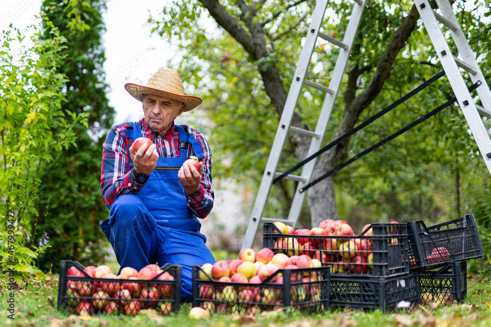 Farming ripe apples on baskets. Red ripe apples on baskets with handsome professional farmer.