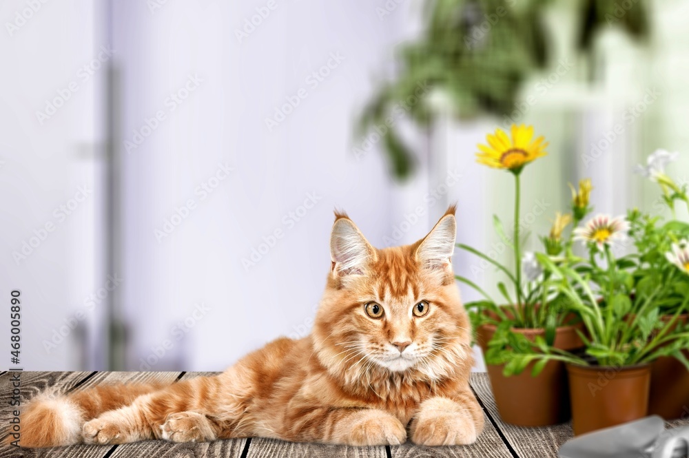 A cute cat and colored flowers in the village garden