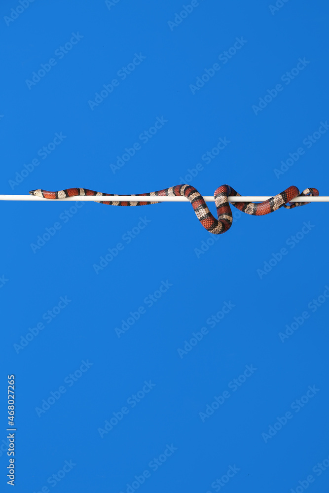 Red king snake on color background