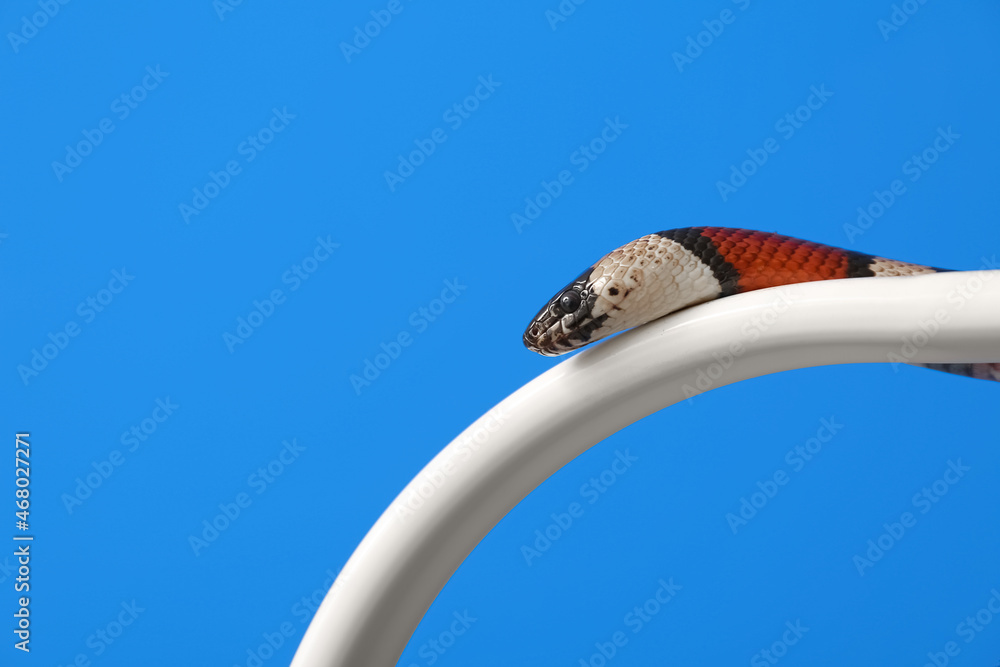 Red king snake on color background