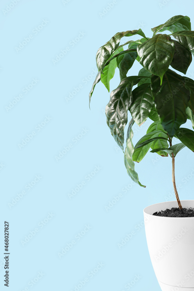 Beautiful coffee tree on blue background