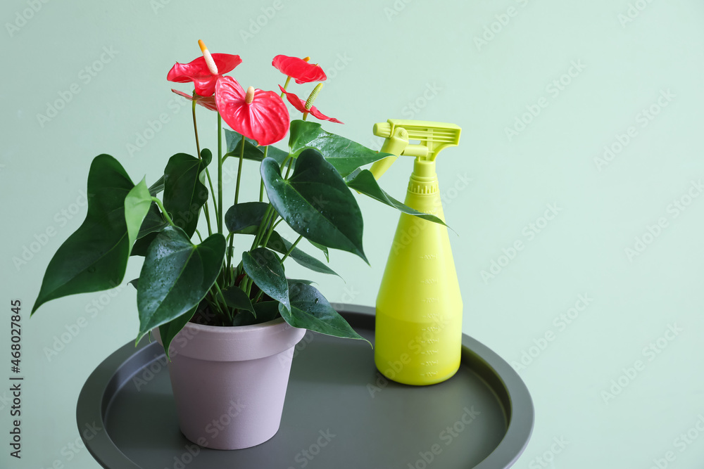 Table with Anthurium flower and spray bottle on color background, closeup