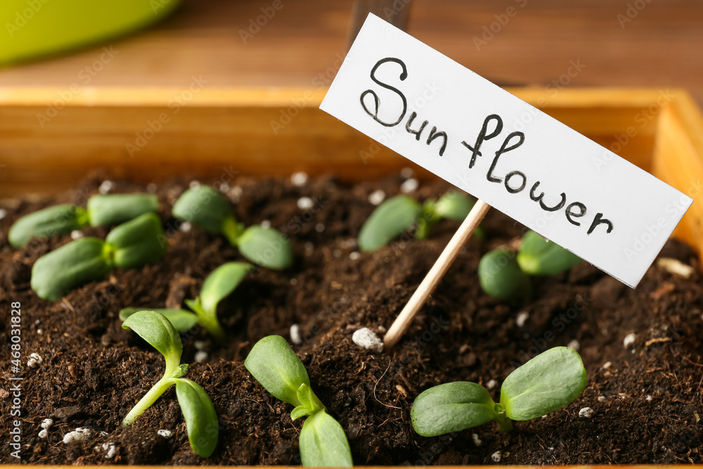 Box of green seedlings and tag with word SUNFLOWER on table, closeup