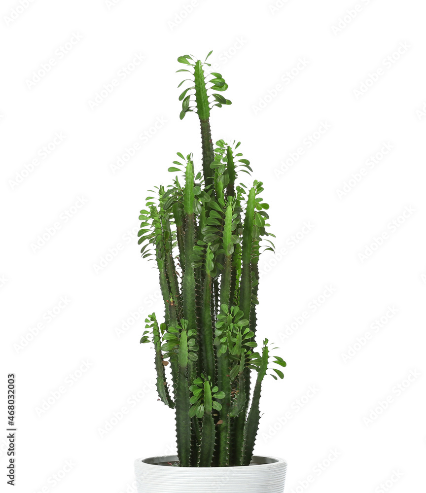 Green cactus on white background