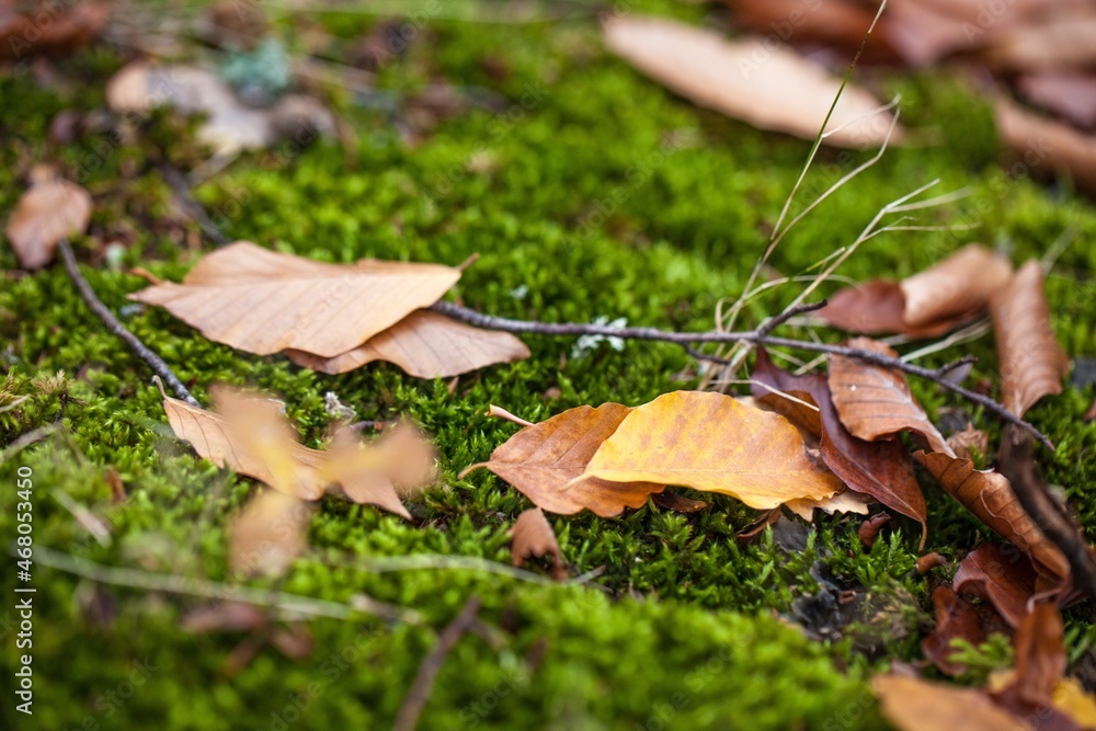 Fall leaves and twigs on mossy ground